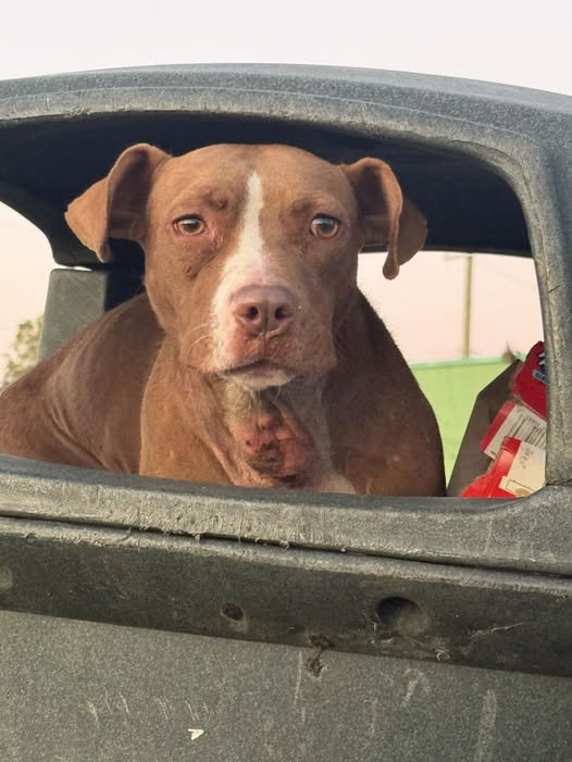 Heartbreaking: Dog spotted in trash can scavenging for food has Detroit woman promising to help him