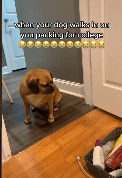 Dog sad watching human packing