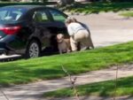 Pet sitter nabbed on video alleged to have been abusing dog in her care Pet sitter nabbed on video alleged to have been abusing dog in her care