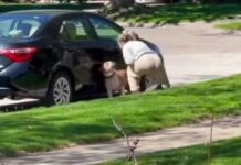 Pet sitter nabbed on video alleged to have been abusing dog in her care