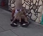 Police officer tasing suspect’s service dog during pursuit and arrest video goes viral