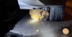 Tucson firefighters rescued frightened German shepherd whose paw got stuck under car’s tire Tucson firefighters rescued frightened German shepherd whose paw got stuck under car’s tire