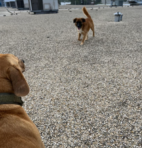 Daring duo of dogs rescued after jumping from highway to rooftop of doggy daycare Daring duo of dogs rescued after jumping from highway to rooftop of doggy daycare