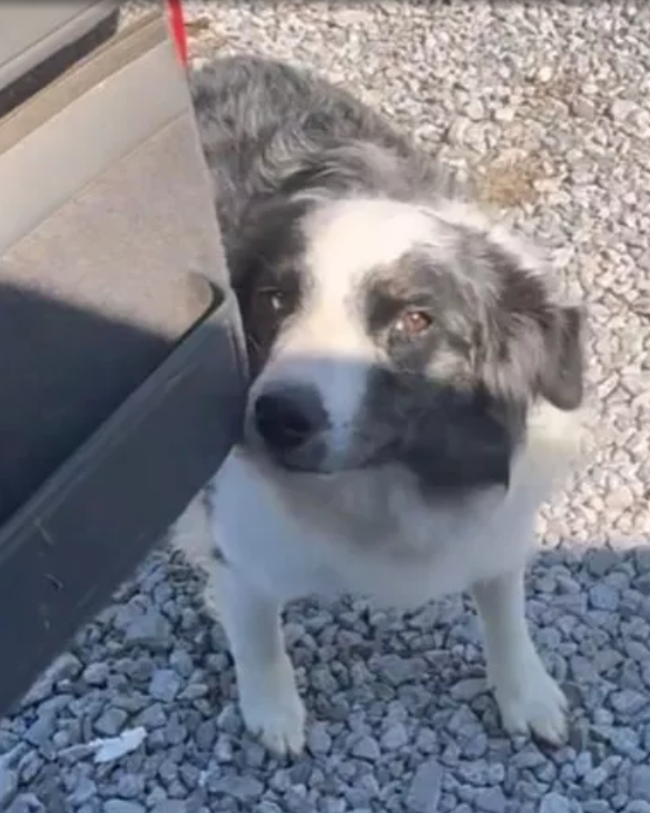 Internet cracks up after mail-chewing pup led his family to leave special directions for deliveries
