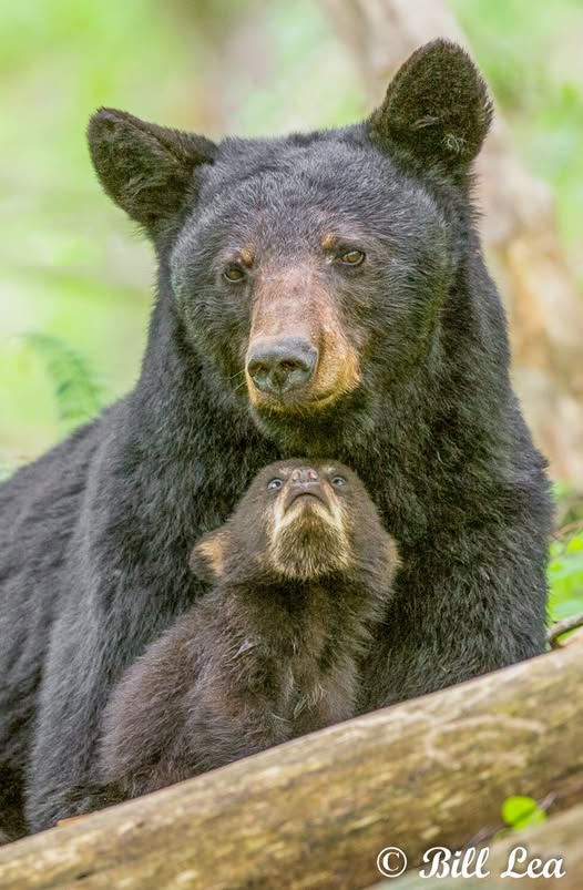 Florida gives green light for first black bear hunt in 10 years amid strong opposition Florida gives green light for first black bear hunt in 10 years amid strong opposition