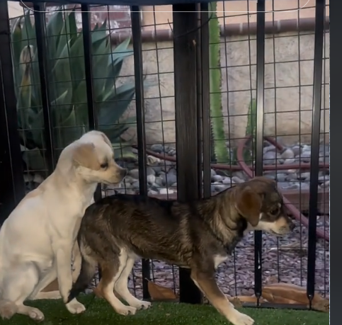 Neighbor reported 2 abandoned dogs waited three days on dangerous corner for their humans to return