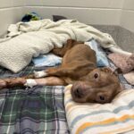 Heartbreaking update on Dolly who lost her battle for survival