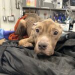 Heartbreaking discovery of emaciated Dolly too weak to stand but bravely fighting for her life