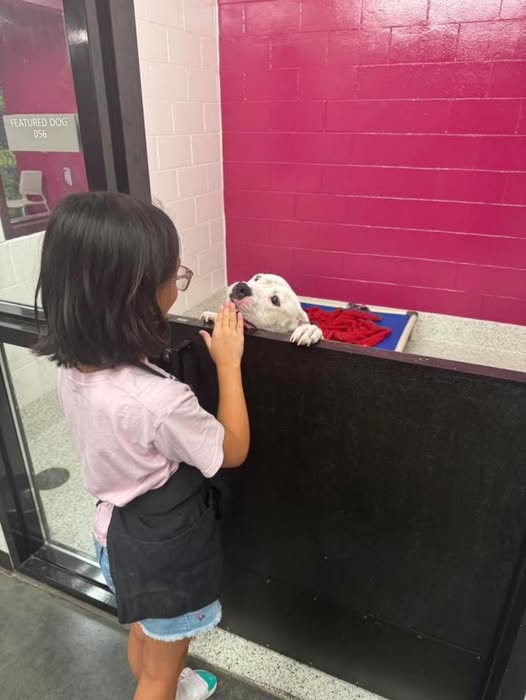 Little girl visiting shelter heartbroken over returned dog didn’t want to leave until ‘Dori was safe’
