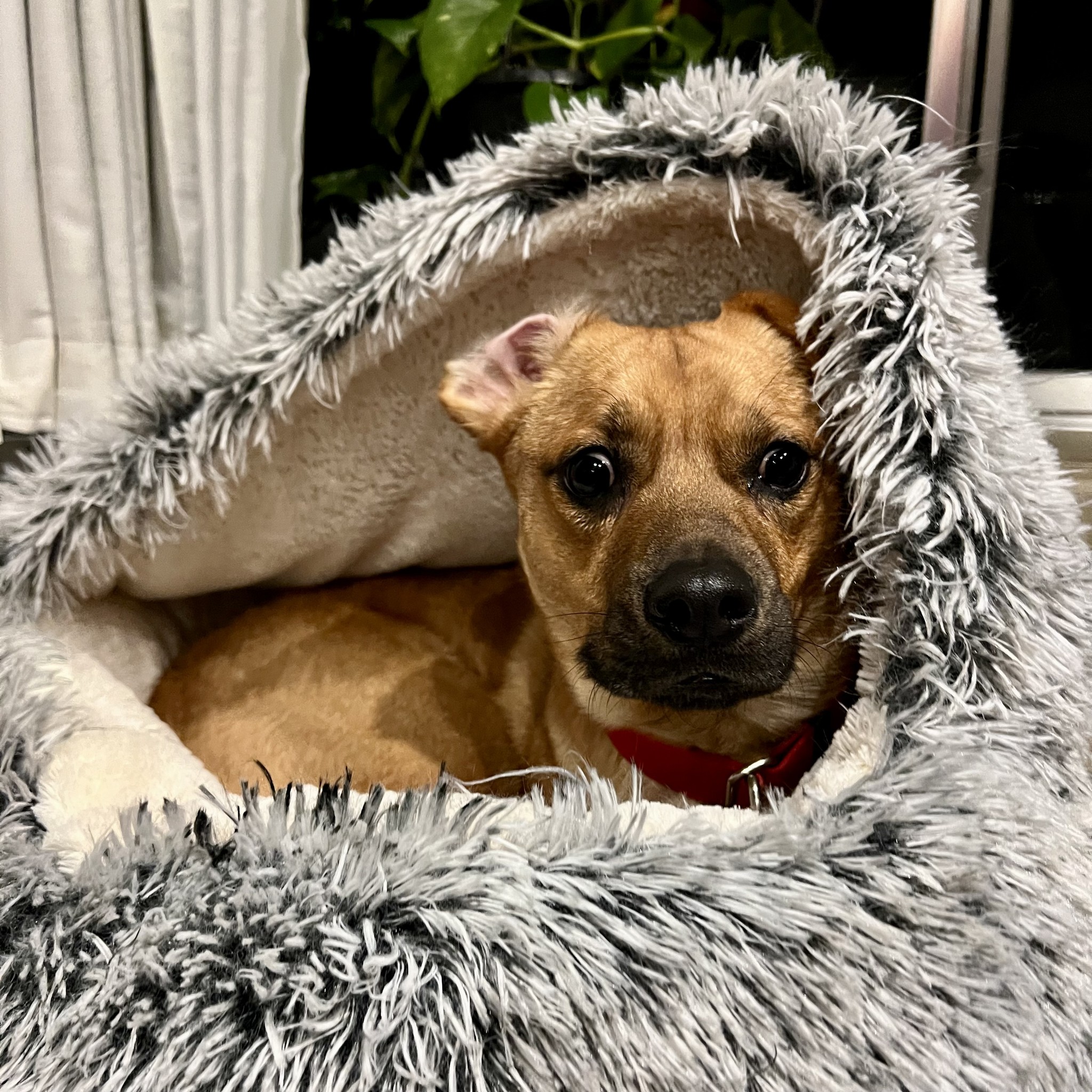 Heartbreaking: Dog left tied to tree with sad note still waiting at shelter 650 days later