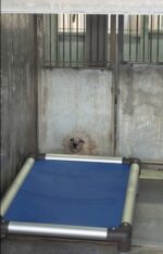 Shelter pup so small almost disappears behind shelter bed as world feels enormous and scary