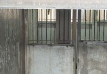 Shelter pup so small almost disappears behind shelter bed as world feels enormous and scary