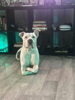 Owner’s decision to surrender beloved dog not from cruelty but because he ran out of options