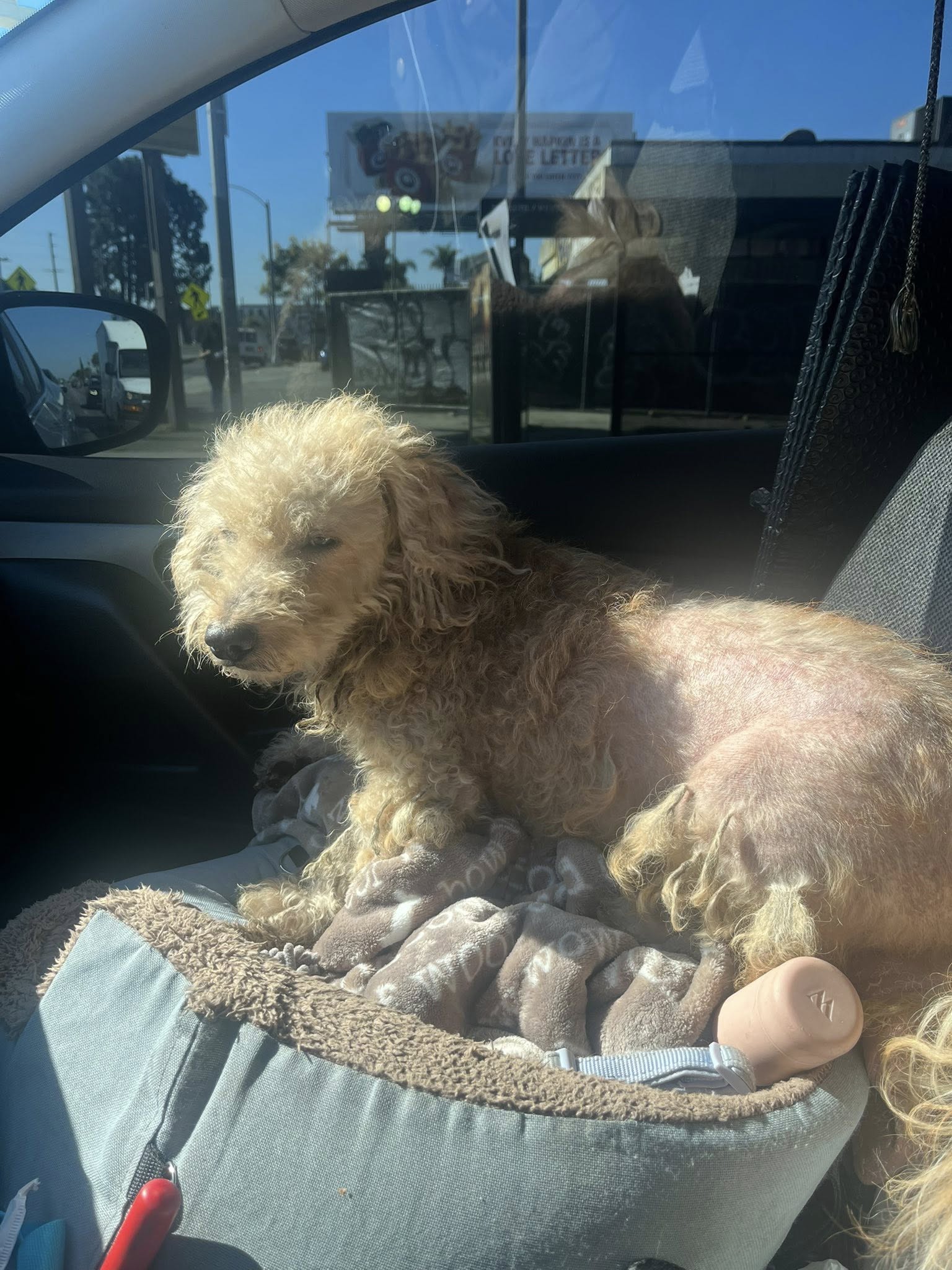 And just like that: Frightened little dog’s homeless days are over