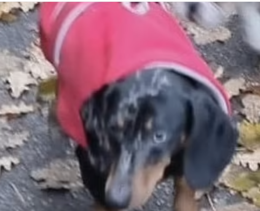 Couple banned from owning any animals for 10 years after heartbreaking neglect of dachshund Couple banned from owning any animals for 10 years after heartbreaking neglect of dachshund