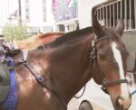 ‘Quite a special horse retires’: Tampa Police Department honors 10 years of service