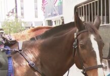 ‘Quite a special horse retires’: Tampa Police Department honors 10 years of service