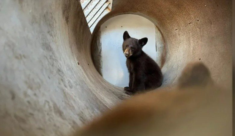 Three bear cubs separated from mom rescued after people chased them to take selfies