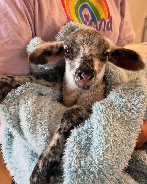 Heartwarming: Newborn lamb entered world shunned and unfed until help arrived