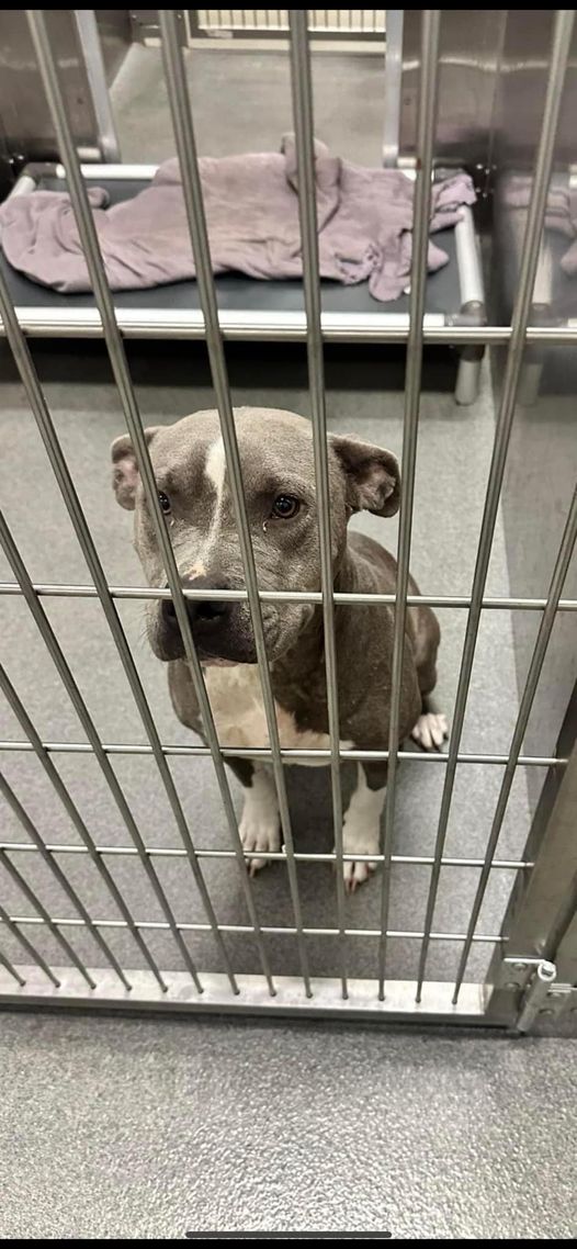 Sweet but loneliest dog cuddled on her towel at Dallas shelter with tears in her eyes
