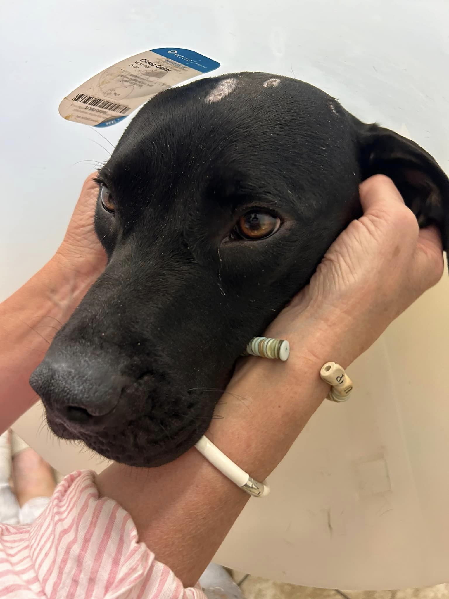 Dog in Kansas adopted from shelter less than a year ago found with severe burns on his back slowly recovering