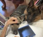 Terminally ill man’s final request to say goodbye to his beloved shepherds and help them find loving home