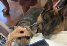 Terminally ill man’s final request to say goodbye to his beloved shepherds and help them find loving home