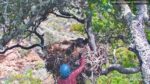 Oh my: Eaglet successfully returned to nest after taking a tumble Oh my: Eaglet successfully returned to nest after taking a tumble