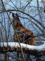 Lost mule survives harrowing misadventure in dangerous snow and ice storm
