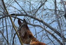 Lost mule survives harrowing misadventure in dangerous snow and ice storm
