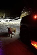 ‘Absolutely terrified’ pup pushed out of car in -12 degrees weather