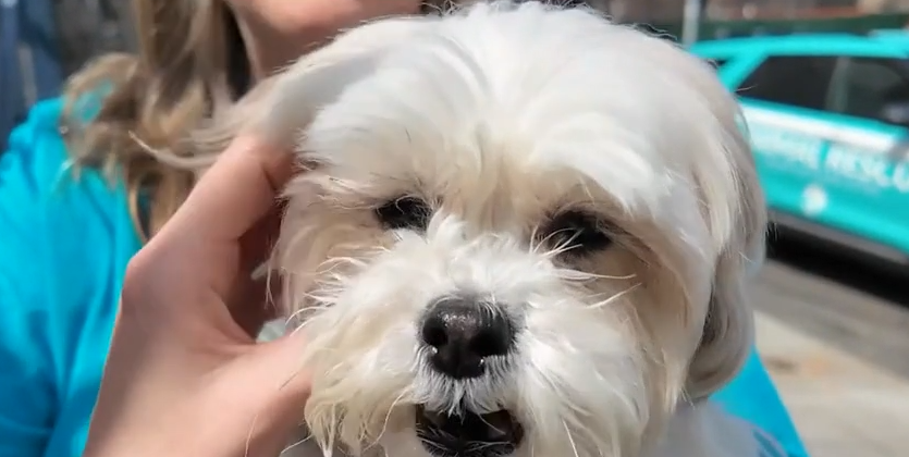 NYPD Harbor Unit rescued puppy swimming in East River hoping to find owner NYPD Harbor Unit rescued puppy swimming in East River hoping to find owner