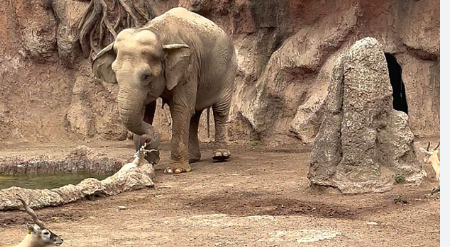 Heartwarming: Elephant rescues gazelle from drowning at zoo melts hearts online Heartwarming: Elephant rescues gazelle from drowning at zoo melts hearts online