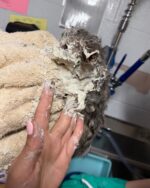 Six-week-old Elmer stuck in bucket of industrial adhesive makes amazing recovery because people care