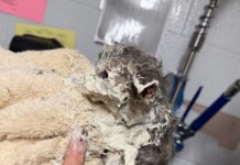Six-week-old Elmer stuck in bucket of industrial adhesive makes amazing recovery because people care