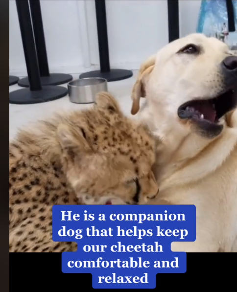 Leave it to a Golden Retriever to make friends with a cheetah Leave it to a Golden Retriever to make friends with a cheetah