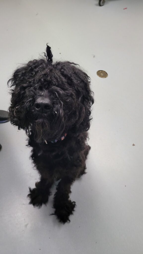 Heartbreaking: Emaciated poodle left tied to tree in Michigan park Heartbreaking: Emaciated poodle left tied to tree in Michigan park