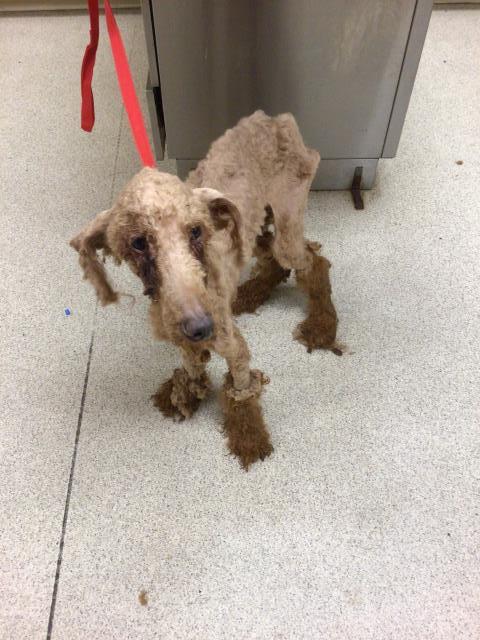 Rescuers outraged by condition of emaciated Standard Poodle at overcrowded California shelter