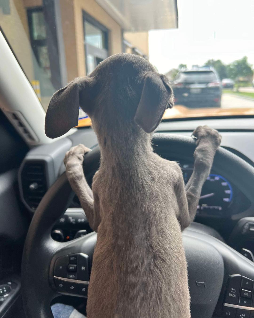 Just weeks ago ‘Ember’ nearly died on street too weak to move but now she’s driving to Starbucks for pup cup Just weeks ago ‘Ember’ nearly died on street too weak to move but now she’s driving to Starbucks for pup cup