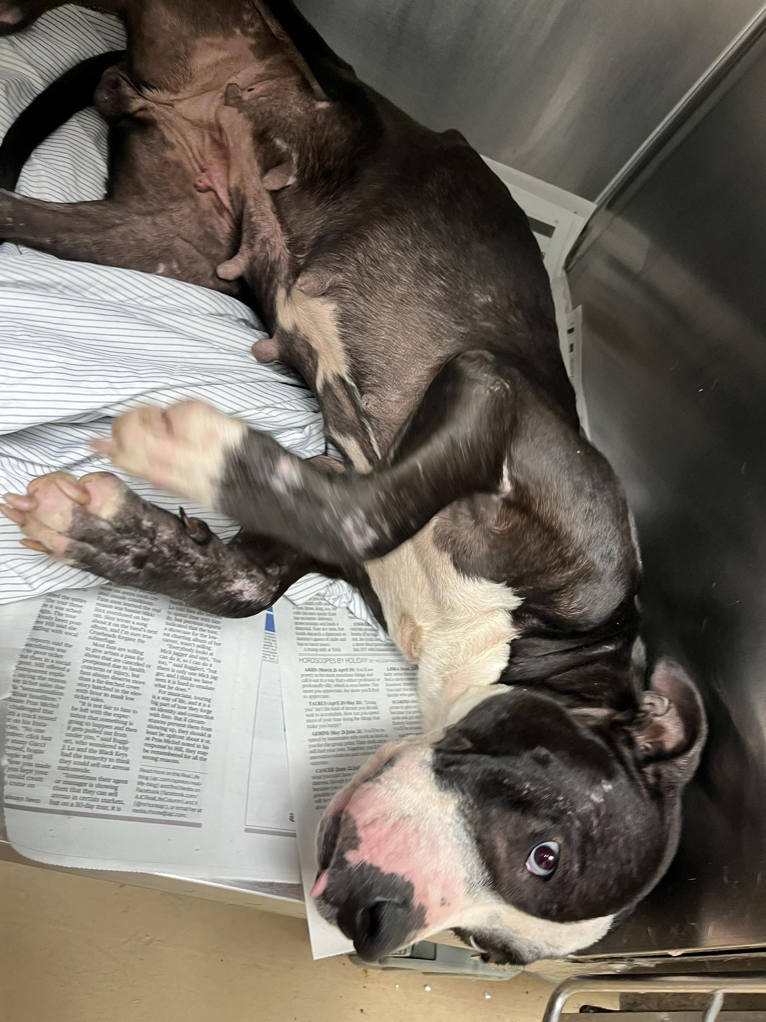 Full of hugs once mistreated dog has most hopeful eyes as she presents her belly for rubs and love Full of hugs once mistreated dog has most hopeful eyes as she presents her belly for rubs and love