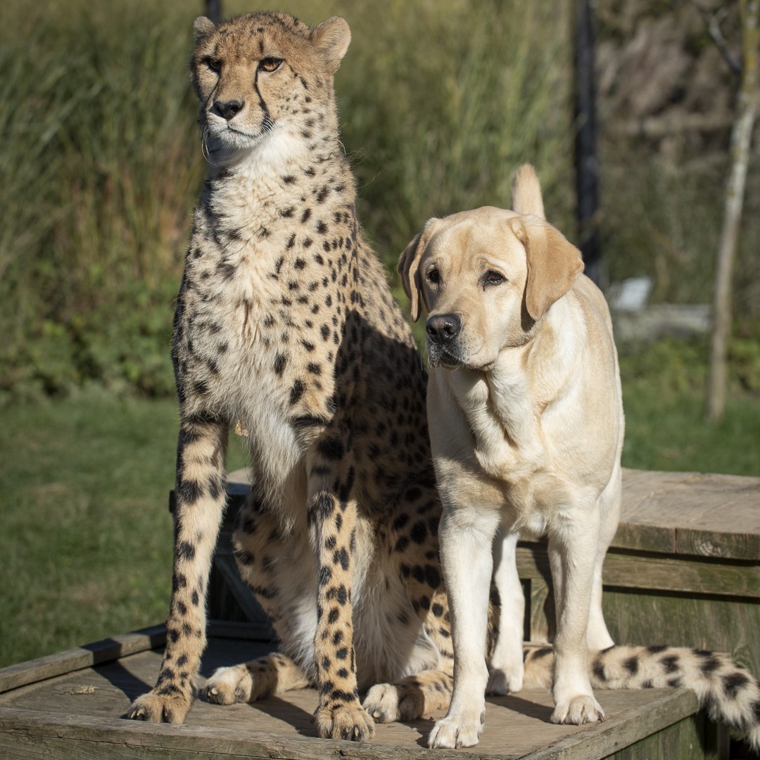 Orphaned cheetah whose best friend was a dog at Ohio zoo died