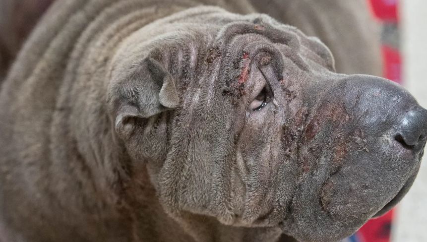 Florida man lost home and two dogs to fire started by space heater: Third dog fights to survive