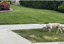 Missing for 11 days scared dog fled from transporter enroute to foster miraculously found