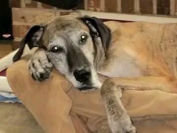 Ethel’s heartwarming story: From puppy mill breeding machine to beloved companion