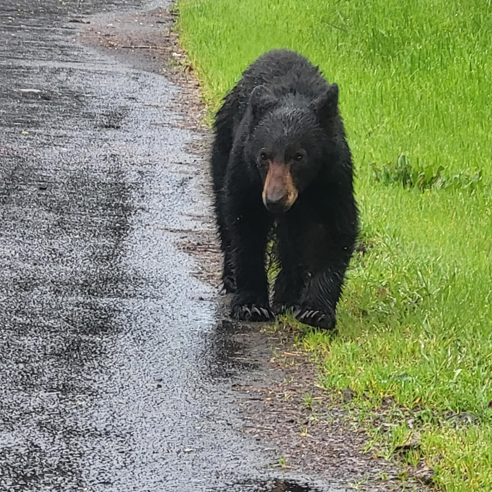 Eugene man who captured and relocated bear cub faces backlash from authorities Eugene man who captured and relocated bear cub faces backlash from authorities