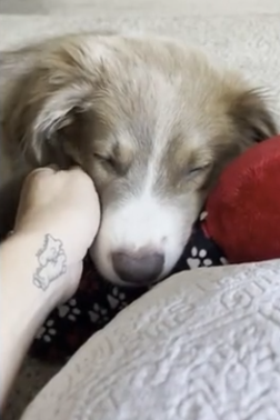 Puppy from litter of 11 ordered euthanized by health department tested negative for rabies