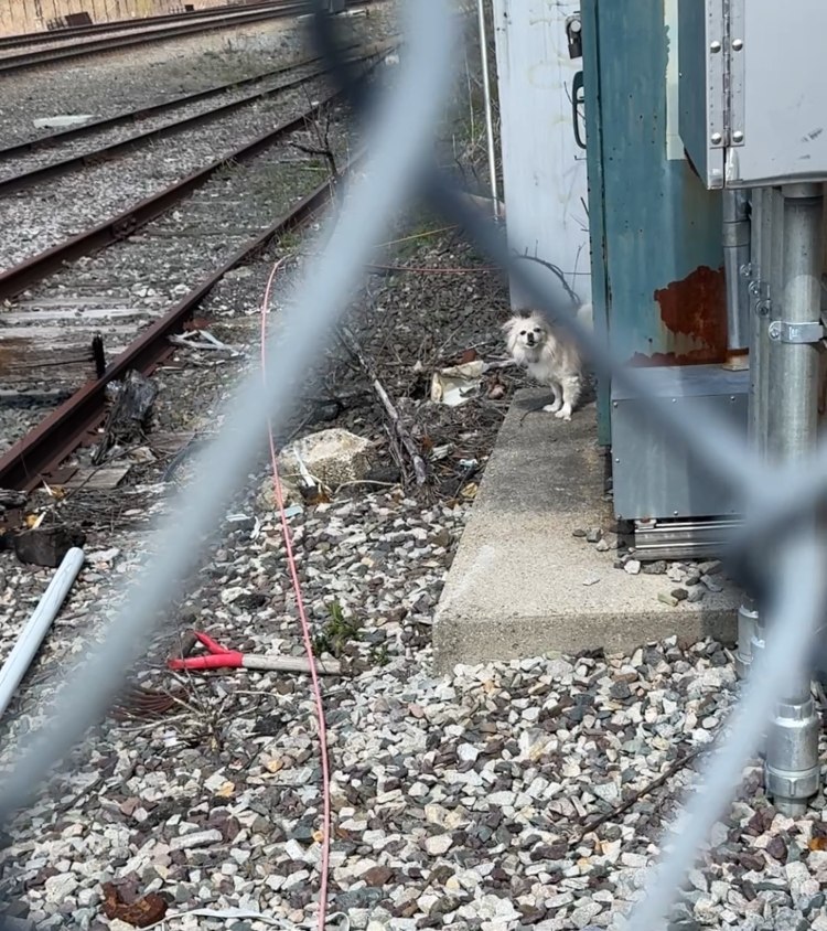 Dog found tied to commuter train tracks rescued and reunited with owner