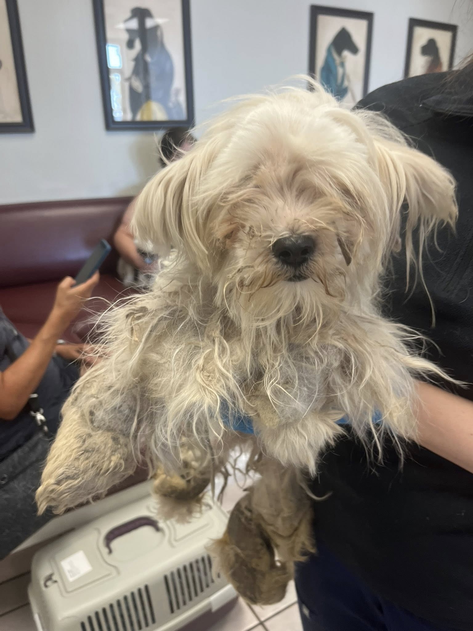 Matted mess left behind with trash when owners moved out but pup’s whimpers caught attention of rescuers Matted mess left behind with trash when owners moved out but pup’s whimpers caught attention of rescuers