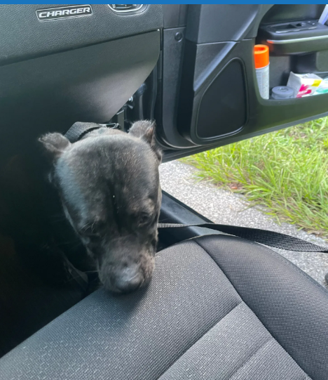 Dog abandoned in cage on Florida highway in record breaking heatwave rescued by highway patrol Dog abandoned in cage on Florida highway in record breaking heatwave rescued by highway patrol