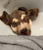 NYC rescuers answer urgent plea after tiny puppy surrendered in heartbreaking condition